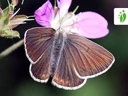 Attēlu rezultāti vaicājumam “Eumedonia eumedon underside”