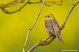 Attēlu rezultāti vaicājumam “Emberiza citrinella adult”