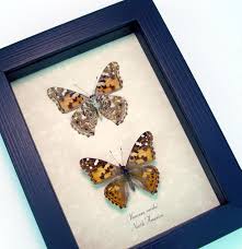 Attēlu rezultāti vaicājumam “Vanessa cardui”