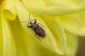 Attēlu rezultāti vaicājumam “Gastrodes grossipes”