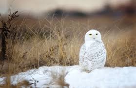 Image result for Bubo scandiacus