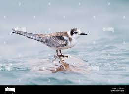Attēlu rezultāti vaicājumam “Chlidonias niger”