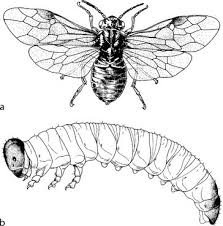 Attēlu rezultāti vaicājumam “Tenthredinidae”