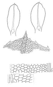 Attēlu rezultāti vaicājumam “Plagiomnium medium”