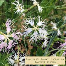 Image result for Dianthus superbus