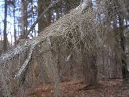 Attēlu rezultāti vaicājumam “Bryoria capillaris”