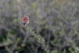 Attēlu rezultāti vaicājumam “Carduelis cannabina”