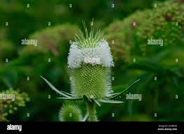 Image result for Dipsacus laciniatus