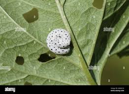 Attēlu rezultāti vaicājumam “Tenthredo scrophulariae larva”