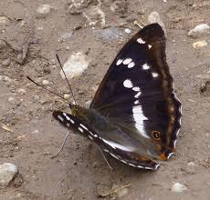Attēlu rezultāti vaicājumam “Apatura iris male”