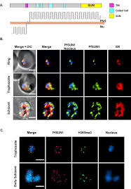 Attēlu rezultāti vaicājumam “Diderma radiatum plasmodium”