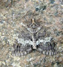 Attēlu rezultāti vaicājumam “Hydriomena impluviata”