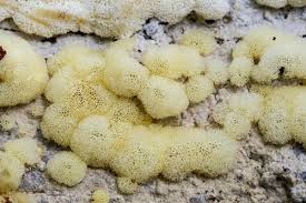 Attēlu rezultāti vaicājumam “Ceratiomyxa fruticulosa sessile”