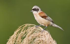 Image result for Remiz pendulinus