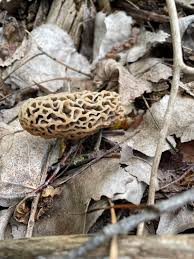 Attēlu rezultāti vaicājumam “Morchella sp.”