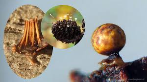 Attēlu rezultāti vaicājumam “Trichia flavicoma”