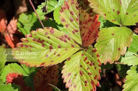 Attēlu rezultāti vaicājumam “Mycosphaerella millegrana”