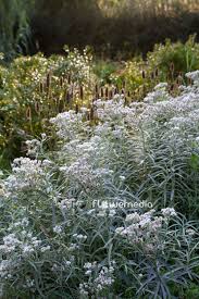 Attēlu rezultāti vaicājumam “Anaphalis margaritacea leaf”