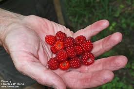 Attēlu rezultāti vaicājumam “Rubus nessensis fruit”