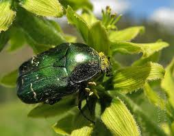 Attēlu rezultāti vaicājumam “Cetonia aurata imago”