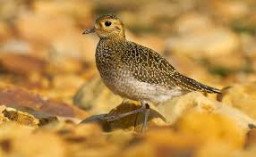 Attēlu rezultāti vaicājumam “Pluvialis apricaria adult”