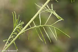 Attēlu rezultāti vaicājumam “Sisymbrium altissimum”