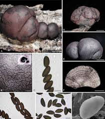 Attēlu rezultāti vaicājumam “Daldinia concentrica”
