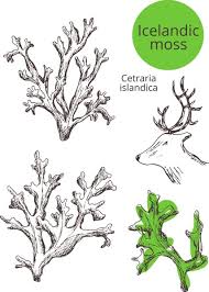 Attēlu rezultāti vaicājumam “Cetraria islandica”