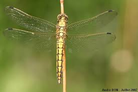 Attēlu rezultāti vaicājumam “Orthetrum cancellatum”