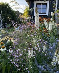 Attēlu rezultāti vaicājumam “Eryngium planum fruit”