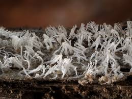 Attēlu rezultāti vaicājumam “Ceratiomyxa morchella macro”