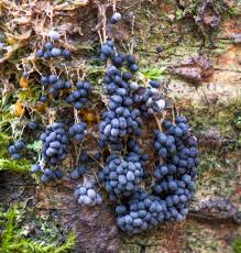 Attēlu rezultāti vaicājumam “Cribraria rubiginosa spores”