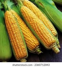 Attēlu rezultāti vaicājumam “Zea mays”