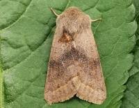 Attēlu rezultāti vaicājumam “Orthosia opima”