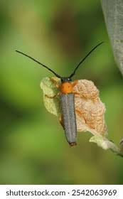 Attēlu rezultāti vaicājumam “Oberea oculata”