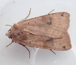 Attēlu rezultāti vaicājumam “Xestia baja”