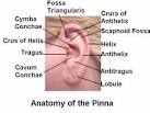 Anatomy of the Pinna / Auricle . Otolaryngology Houston