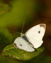 Attēlu rezultāti vaicājumam “Pieris brassicae male”