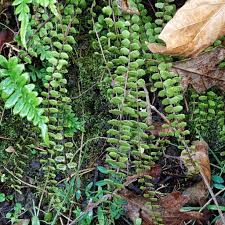 Attēlu rezultāti vaicājumam “Asplenium trichomanes”