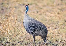 Attēlu rezultāti vaicājumam “Numida meleagris”