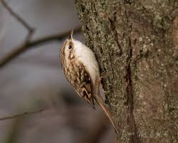 Attēlu rezultāti vaicājumam “Certhia familiaris”