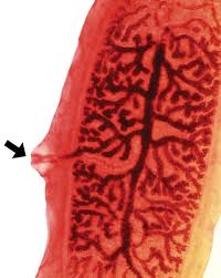 Image result for cestoda excrement dog