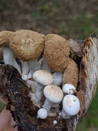 Attēlu rezultāti vaicājumam “Asterophora lycoperdoides”