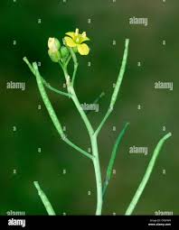 Attēlu rezultāti vaicājumam “Diplotaxis muralis flower”