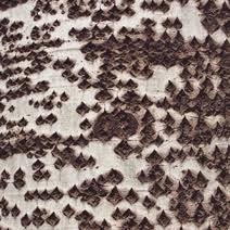 Attēlu rezultāti vaicājumam “Populus x berolinensis”