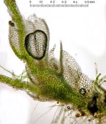 Attēlu rezultāti vaicājumam “Cephaloziella hampeana”