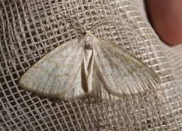 Attēlu rezultāti vaicājumam “Cabera exanthemata”