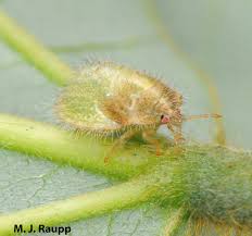 Attēlu rezultāti vaicājumam “Cribraria rufa macro”