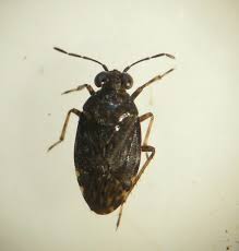 Attēlu rezultāti vaicājumam “Saldula saltatoria”