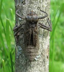 Attēlu rezultāti vaicājumam “Libellula quadrimaculata exuvia”